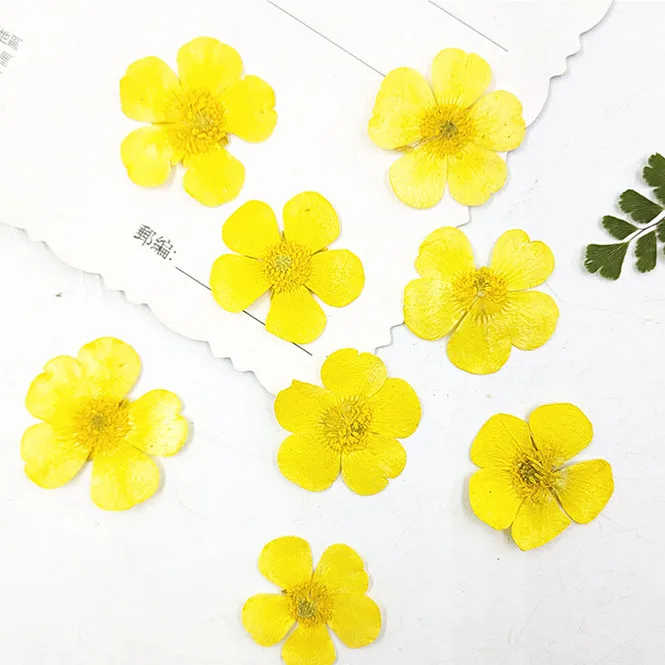1.5-2cm/24pcs,Nature Real butt - Holiday Candle Set ulasan dan harga